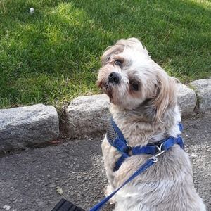 Meet your Posher, Bennie